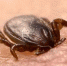 Клещи атакуют - Газета Заря